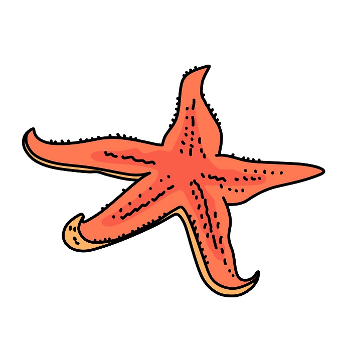 dibujos de Starfish 5 (6)