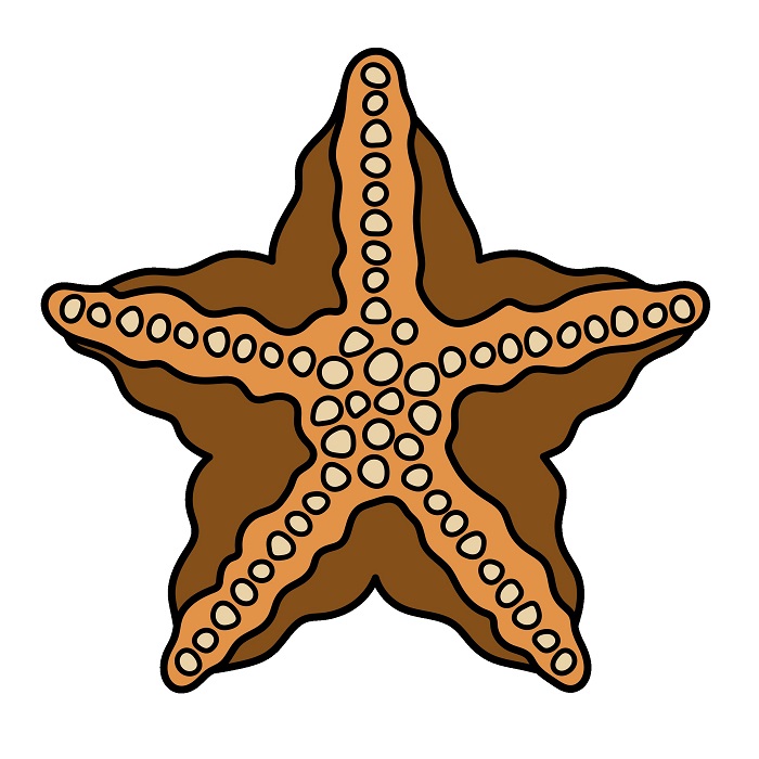 dibujos de Estrella de Mar